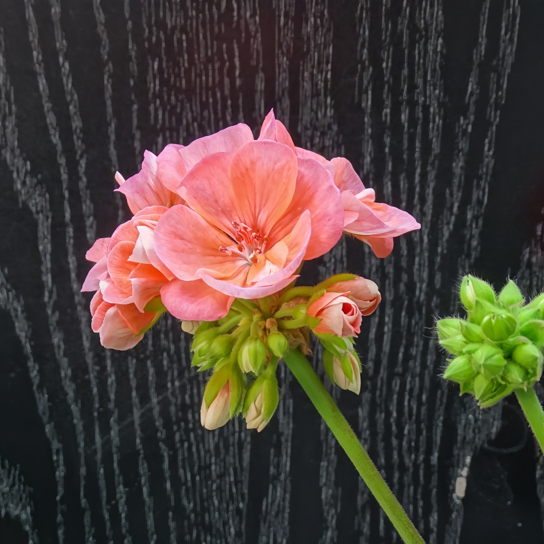 深山花奴垂吊直立天竺葵多年生红色粉色耐寒耐热花园阳台楼顶花园-图0
