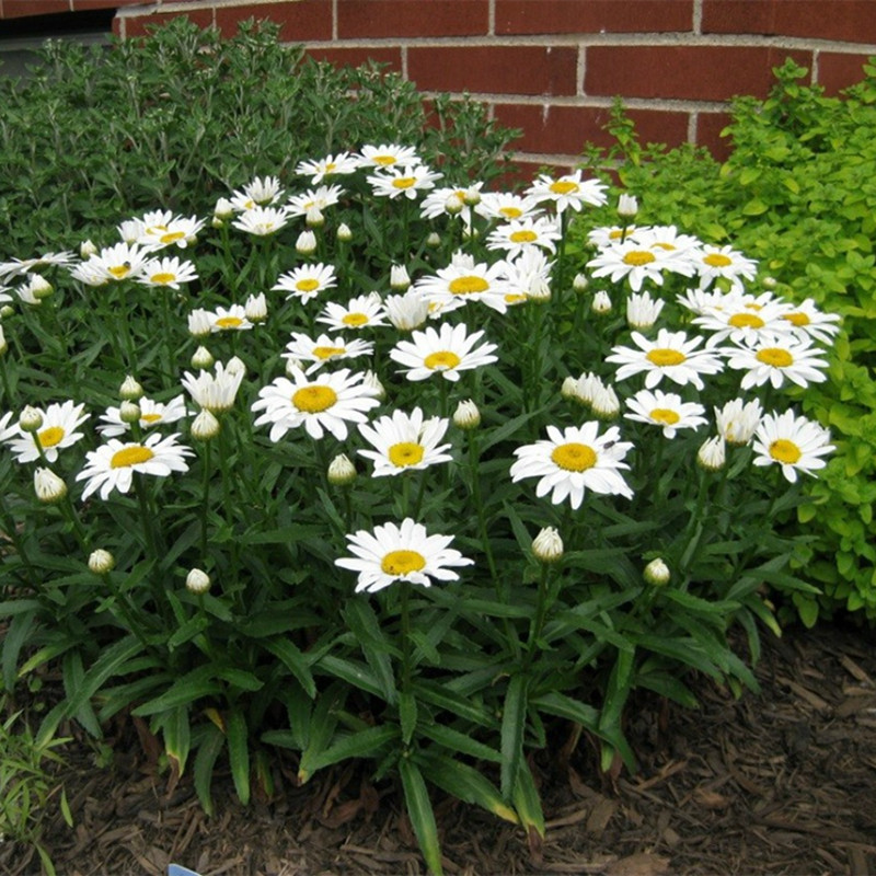 深山花奴盆苗大滨菊名媛多年生白雪公主盆栽阳台庭院花卉耐热好养,淘宝优惠券,粉丝福利购,淘宝优惠卷