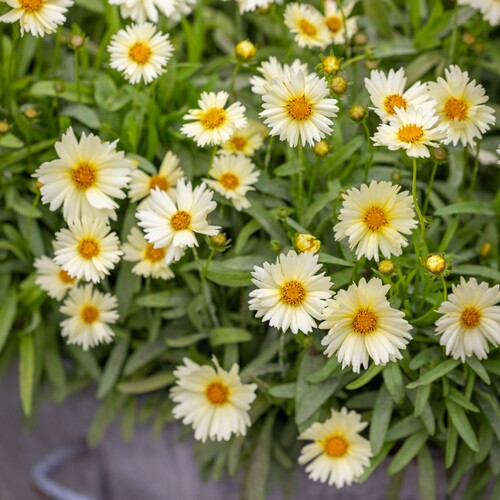 深山花奴金鸡菊小闹钟花镜植物地载多年生宿根花卉耐寒耐热庭院 - 图1