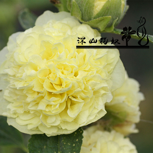 深山花奴 【盆苗】查特奶油桃子与梦重瓣蜀葵一丈红多年生耐寒 - 图2