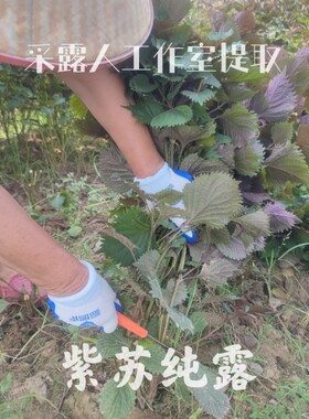 紫苏纯露CLR/采露人补水