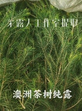 澳洲茶树纯露 互叶白千层纯露 私人鲜花纯露定制采露人工作室提取