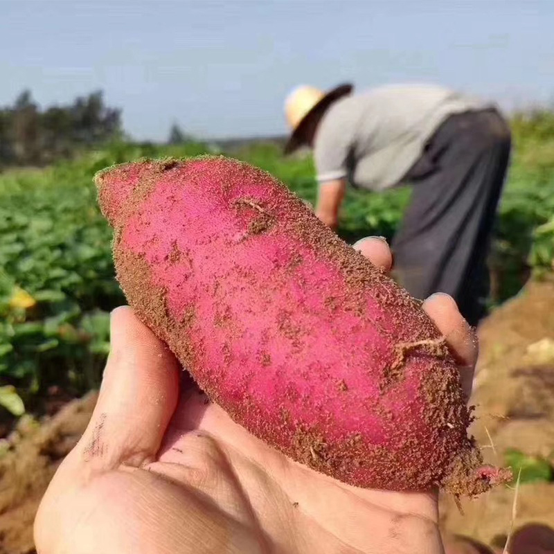 正宗海南澄迈桥头富硒地瓜新鲜板栗番薯桥头地瓜沙地红薯产地直发-图0