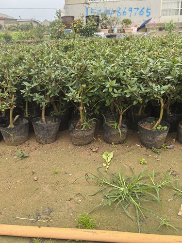 红金银花苗盆景树桩红黄白色五彩金银花小苗熟盆爬藤攀援带盆栽好 - 图3