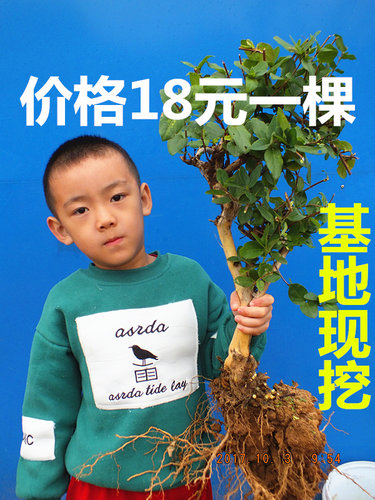 金银花苗苗木红色盆栽盆景树桩老桩花卉四季种植树苗忍冬爬藤药用 - 图2