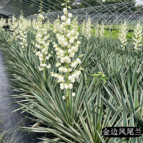 金边凤尾兰盆栽龙舌兰剑麻庭院阳台耐寒花卉四季常绿耐寒花镜植物 - 图2