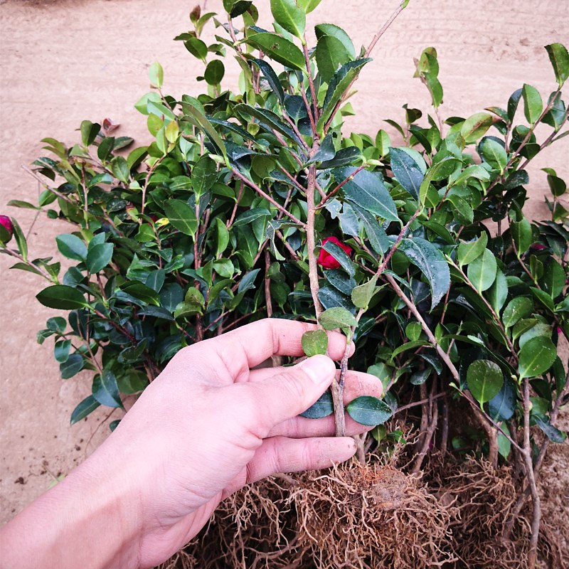 茶梅花苗茶花小苗白粉红茶梅球四季盆栽耐寒茶花树苗庭院花园植物 - 图2