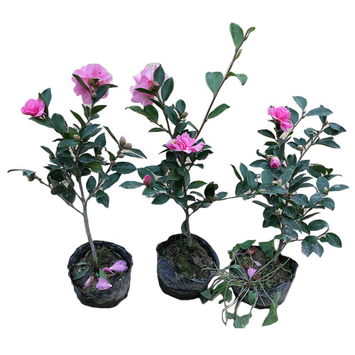 茶梅花苗 树苗茶梅球 茶花盆栽盆景冬茶梅带花苞庭院 - 图1