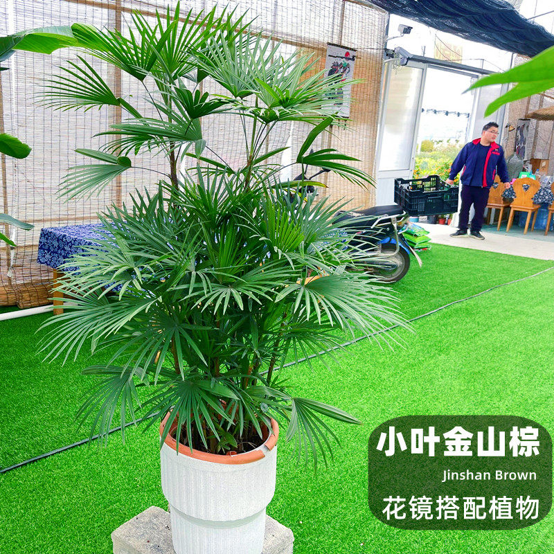 小叶金山棕竹大叶棕竹盆栽大型室内竹子耐寒观叶绿植花镜搭配植物,淘宝优惠券,粉丝福利购,淘宝优惠卷
