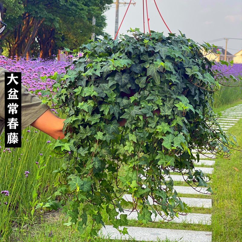 常春藤盆栽好养植物室内垂吊兰长春藤水培爬藤青叶常青藤绿植花园 - 图1