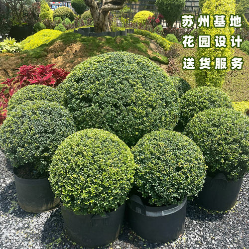 亮晶女贞棒棒糖川滇蜡树小叶亮金造型树老桩花园设计搭配花镜植物 - 图0