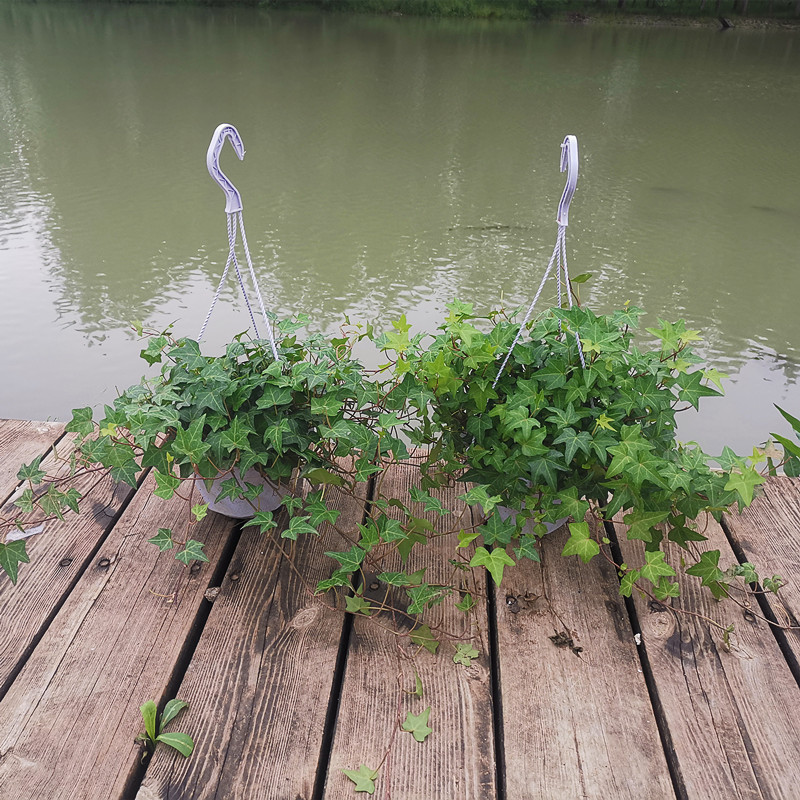 常春藤盆栽好养植物室内垂吊兰长春藤水培爬藤青叶常青藤绿植花园 - 图2