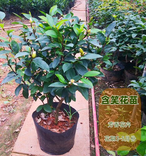 含笑花苗盆栽含笑树苗芳浓香型花卉植物庭院阳台四季常青花带花苞 - 图1