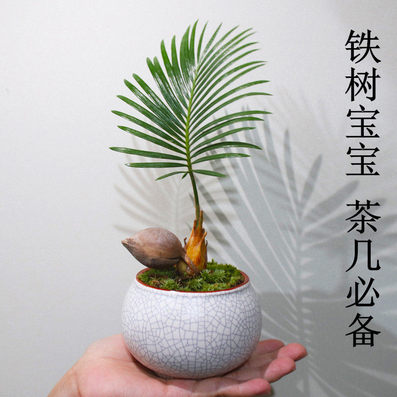 铁树宝宝盆栽苏铁办公室内好养植物客厅书房茶几禅意盆景桌面绿植,淘宝优惠券,粉丝福利购,淘宝优惠卷
