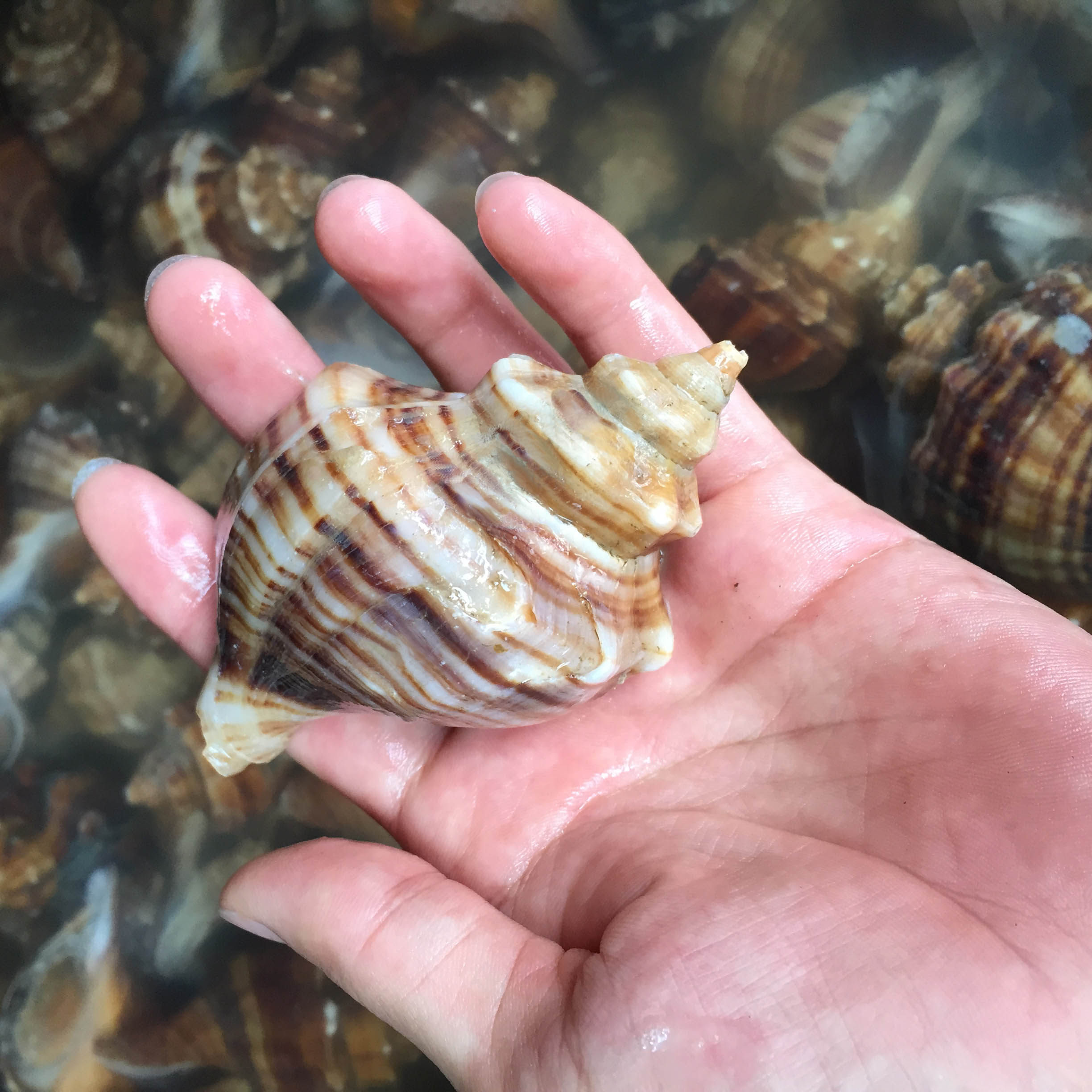 鲜活大海螺当天海螺肉新鲜生猛海鲜螺贝螺水产贝壳类广州闪送