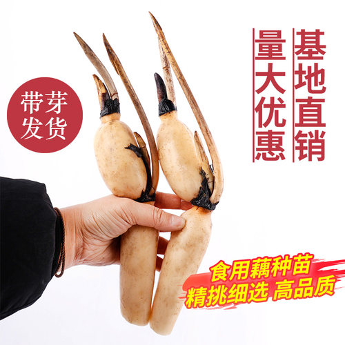 食用莲藕种苗种根池塘高产大型食用莲藕荷花苗种子观赏藕苗莲藕苗 - 图0