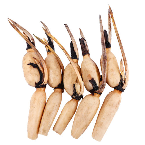 食用莲藕种苗种根池塘高产大型食用莲藕荷花苗种子观赏藕苗莲藕苗 - 图3