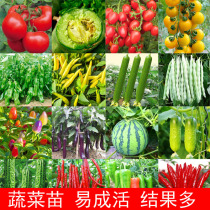 Vegetable Miao tomatoes Miao chilli Miao Miao Miao Cucumber Miao Watermelon Miao Miao Miao Sapiao Sapiao Sapiao Vegetable Fry