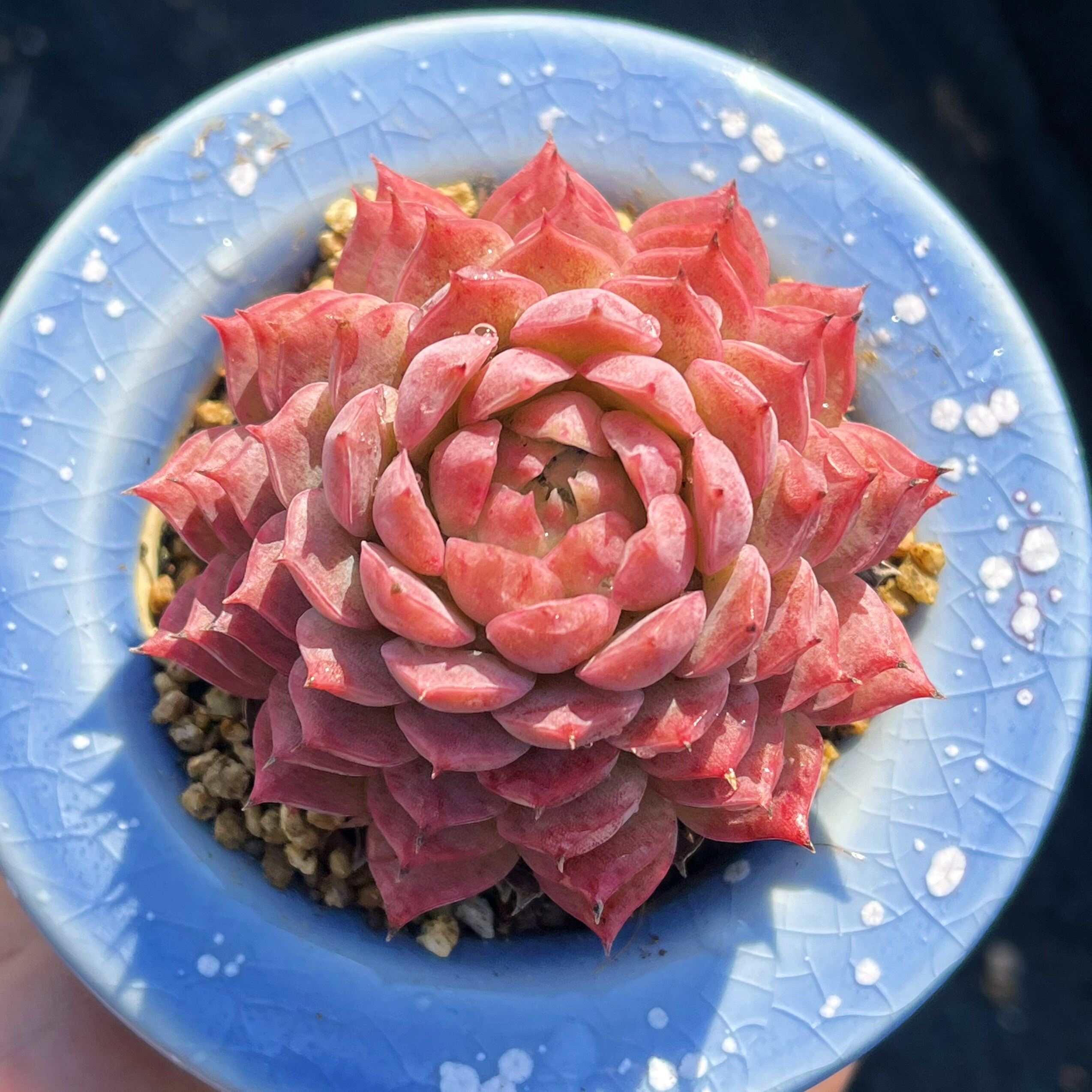 叠叶西府海棠 稀有露养超美血斑好看多肉植物6厘米叠叶阳台多肉