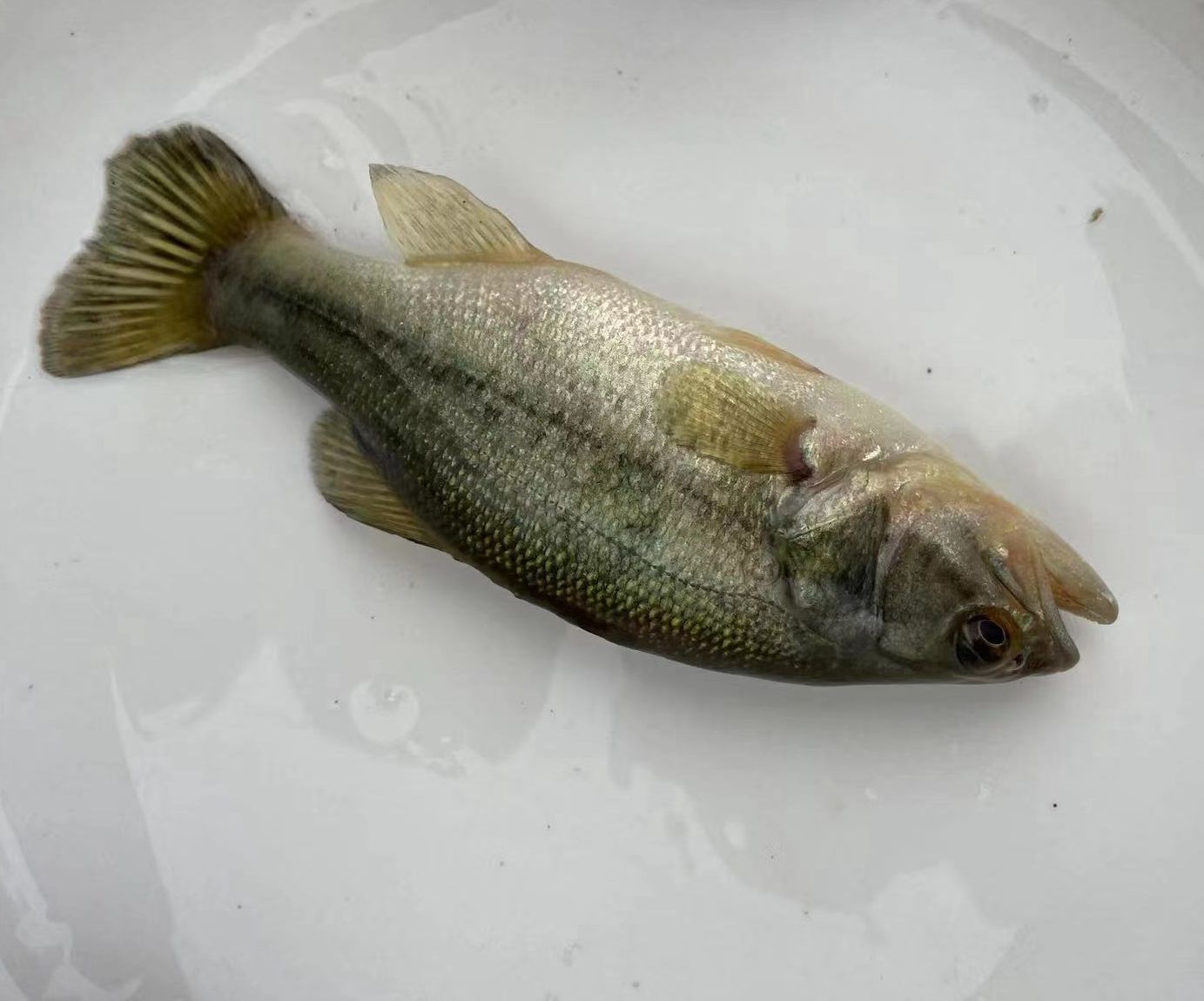 淡水鲈鱼苗养殖加州鲈鱼大口黑鲈路亚鱼种凶猛肉食鱼食用包邮包活-图2