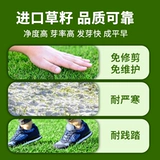 Импортированная зеленая травяная семя двора виллы зеленая гей -трава семена карликовая трава семена семена четыре сезона