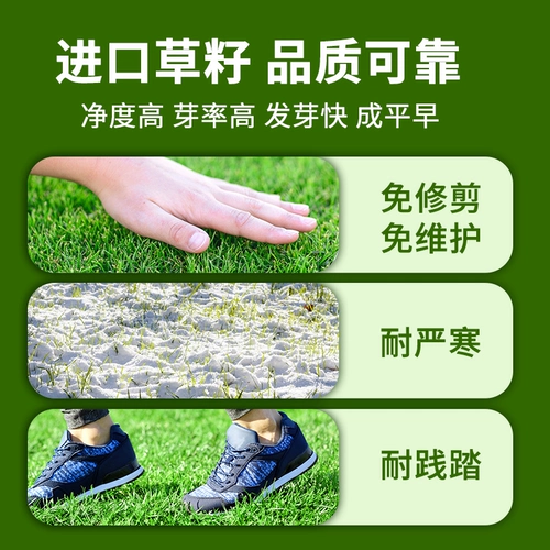 Импортированная зеленая травяная семя двора виллы зеленая гей -трава семена карликовая трава семена семена четыре сезона