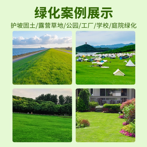 Импортированная зеленая травяная семя двора виллы зеленая гей -трава семена карликовая трава семена семена четыре сезона