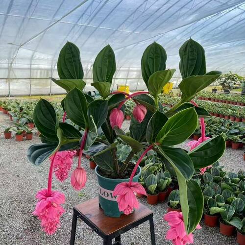 宝莲灯盆栽带花室内客厅高端花卉盆栽年宵花好养活绿植办公桌摆件 - 图2