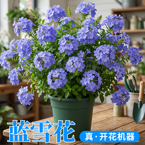 蓝雪花盆栽大苗带花苞庭院阳台花园观赏爬藤植物易爆花棒棒糖花卉 - 图2