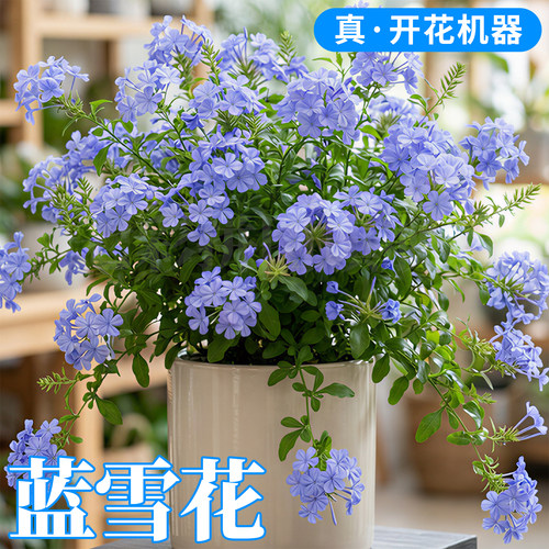 蓝雪花盆栽大苗带花苞庭院阳台花园观赏爬藤植物易爆花棒棒糖花卉 - 图0