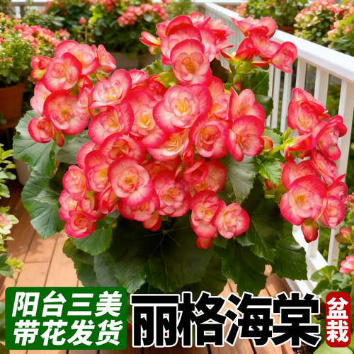 丽格海棠重瓣大花带花苞景观夫妻垂吊海棠盆栽阳台四季好养喜阳花 - 图2