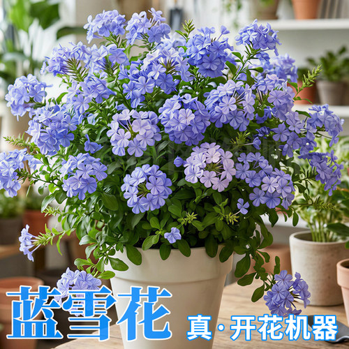蓝雪花盆栽大苗带花苞庭院阳台花园观赏爬藤植物易爆花棒棒糖花卉 - 图3