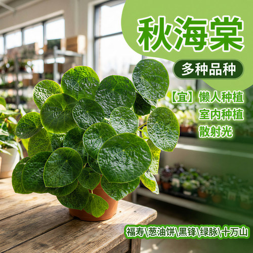 福寿蟆叶秋海棠盆栽室内桌面绿植盆栽净化空气圆形叶观叶植物耐阴 - 图1