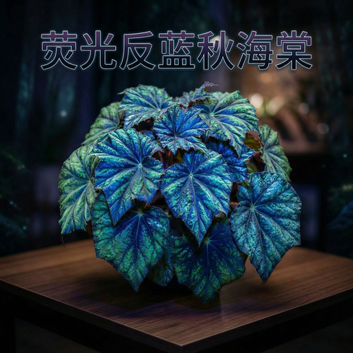 秋海棠盆栽ins风网红款室内绿植天蝎座荧光秋海棠开花耐阴好养活 - 图3