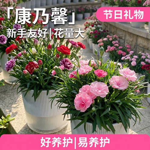 康乃馨盆栽带花苞室内阳台庭院四季好养开花植物石竹大花苗鲜切花 - 图3