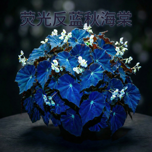 蓝色荧光秋海棠盆栽室内桌面绿植网红观叶植物净化空气蟆叶秋海棠 - 图1