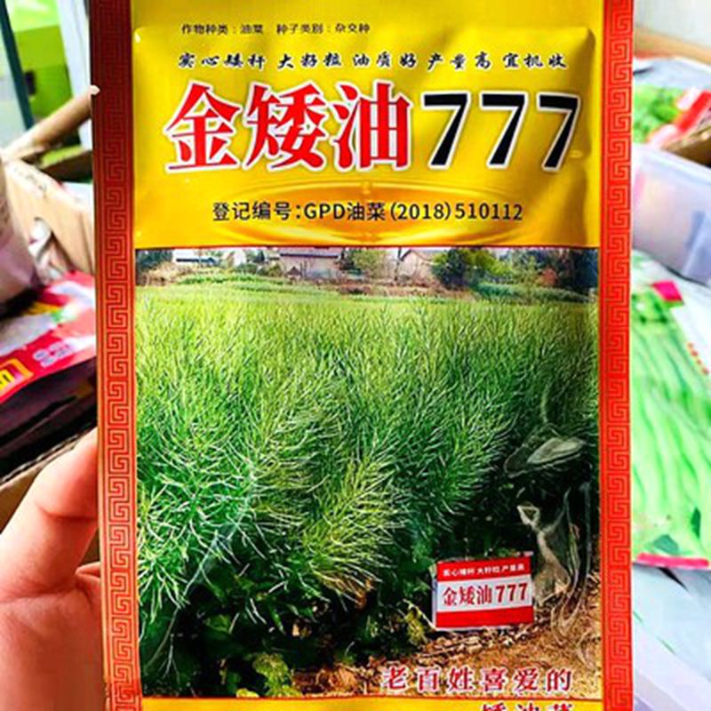 金矮油777油菜籽种 高产抗病抗倒伏油菜种子榨油观赏油菜花孑种苗 - 图3