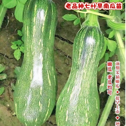 老品种七叶早南瓜苗正宗板栗味香芋南瓜苗种子贝贝南瓜苗秧苗带土 - 图1