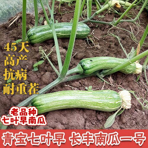 老品种七叶早南瓜苗正宗板栗味香芋南瓜苗种子贝贝南瓜苗秧苗带土 - 图0