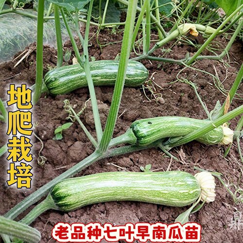 老品种七叶早南瓜苗正宗板栗味香芋南瓜苗种子贝贝南瓜苗秧苗带土 - 图2