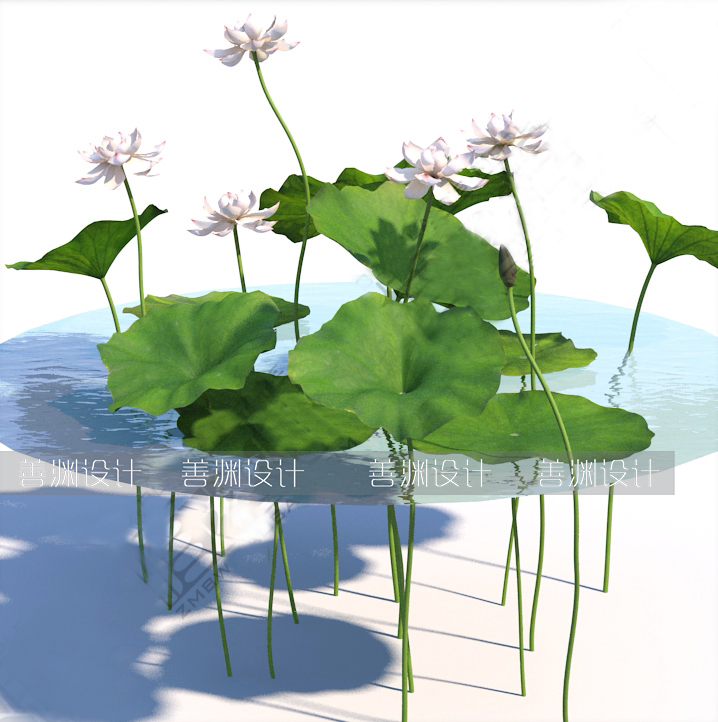 荷叶/荷花/莲花 3d植物C4D/犀牛/OBJ/3ds/3dmax/maya/FBX/SU可用-图0