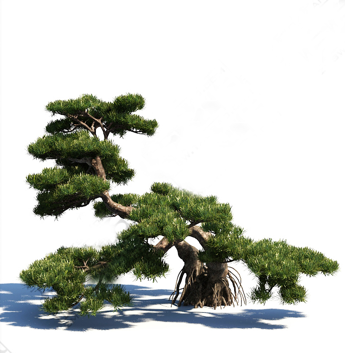 罗汉松  园林景观3d植物C4D/犀牛/OBJ/3ds/3dmax/maya/FBX/SU可用 - 图0