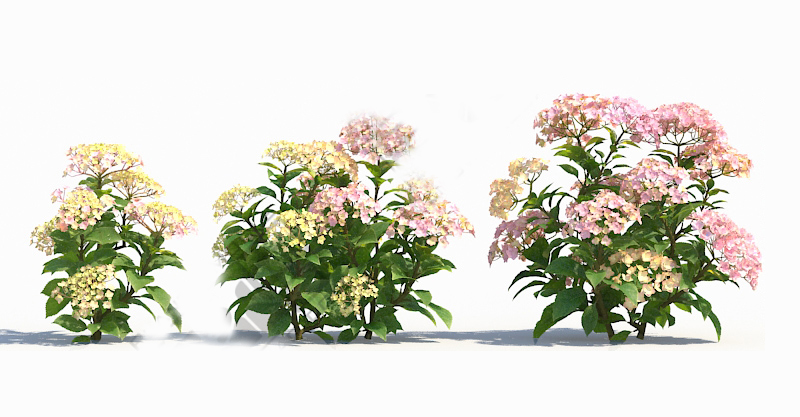 【绣球】八仙花粉团花3d植物C4D/犀牛/OBJ/3ds/3dmax/maya/FBX/SU - 图3