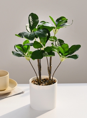 喜莱卡仿真发财树绿植盆景人造植物仿真创意家居桌面摆件装饰盆栽