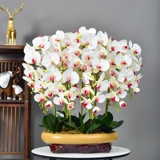 Дополнительные люди Plurie Dross False Flower Simulation Flower Flower Flower Flow