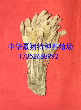 养殖豪猪尾巴铃铛 护身 药用