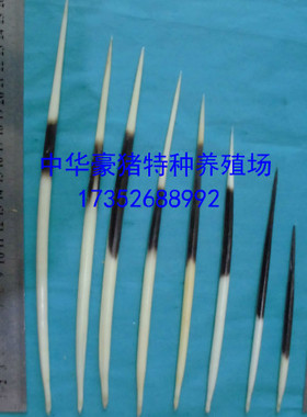 养殖豪猪刺，中药用，药用专用