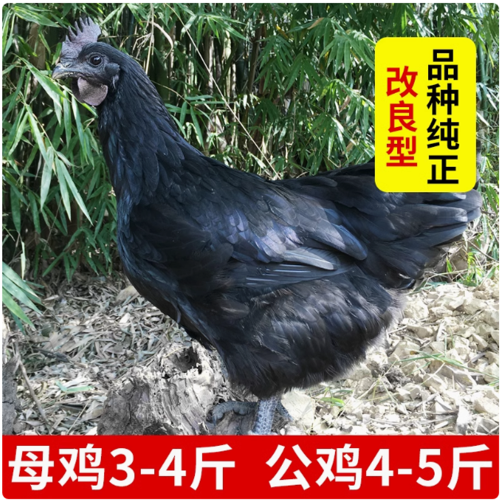 纯种五黑鸡种蛋受精蛋可孵化五黑一绿乌骨土鸡种蛋宠物鸡,淘宝优惠券,粉丝福利购,淘宝优惠卷
