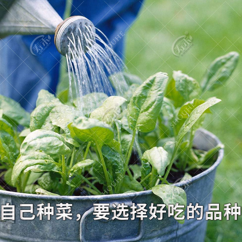 小叶菠菜种子小青菜波菜四季秋冬蔬菜种籽孑子菜籽冬季大全籽种-图3