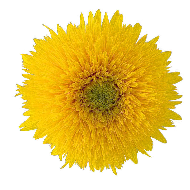 玩具熊向日葵种子种籽子苗矮四季幼苗盆栽观赏葵花花苗孑花种活苗,淘宝优惠券,粉丝福利购,淘宝优惠卷